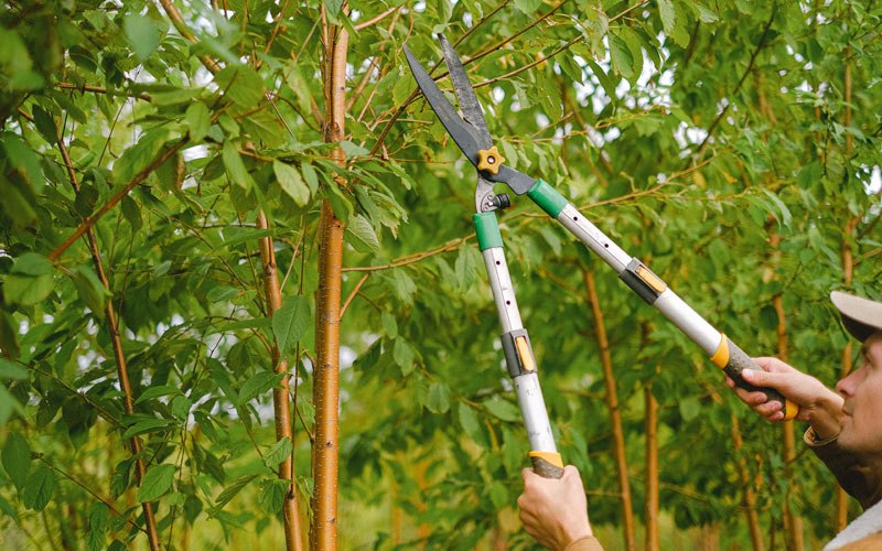 Tree trimming in Grand Mound, IA