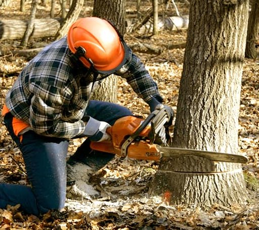 Tree Removal in Grand Mound, IA